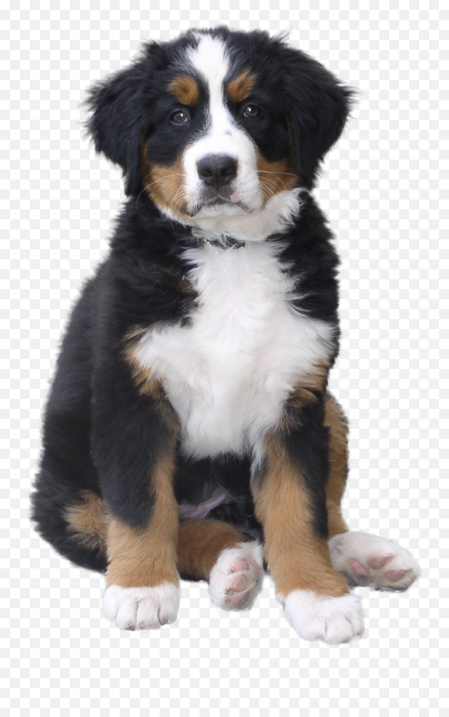 Hq Dog Png Transparent - St Bernard Puppy Black,Cute Dog Png