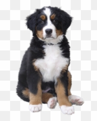 Hq Dog Png Transparent - St Bernard Puppy Black,Cute Dog Png