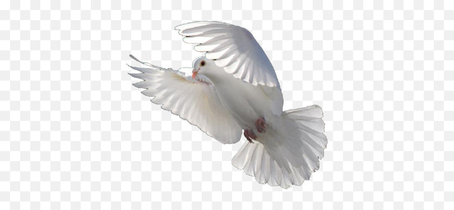 14 Psd White Dove Images - White Dove Png,White Dove Png