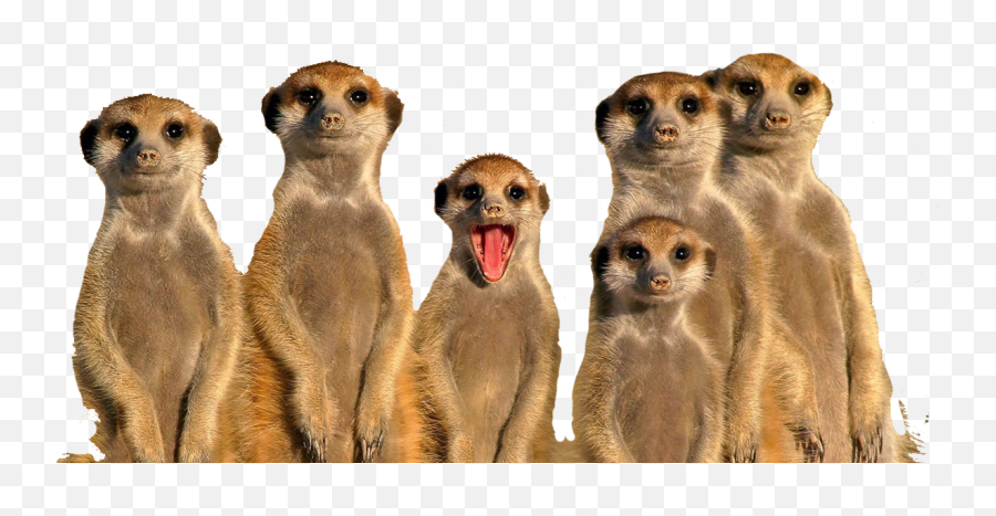 Meerkats U2013 Tropical World - Meerkats Cartoon Png Transparent,Meerkat Png