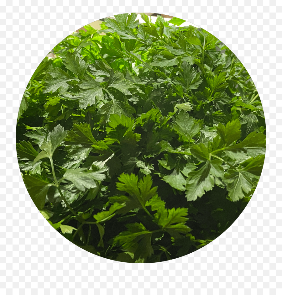 Parsley Ground Fd U2013 Camera Chick Creations - Water Celery Png,Parsley Png