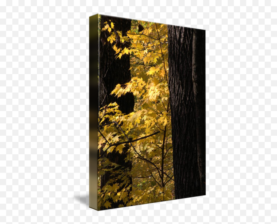 Golden Leaves By - Northern Hardwood Forest Png,Gold Leaves Png