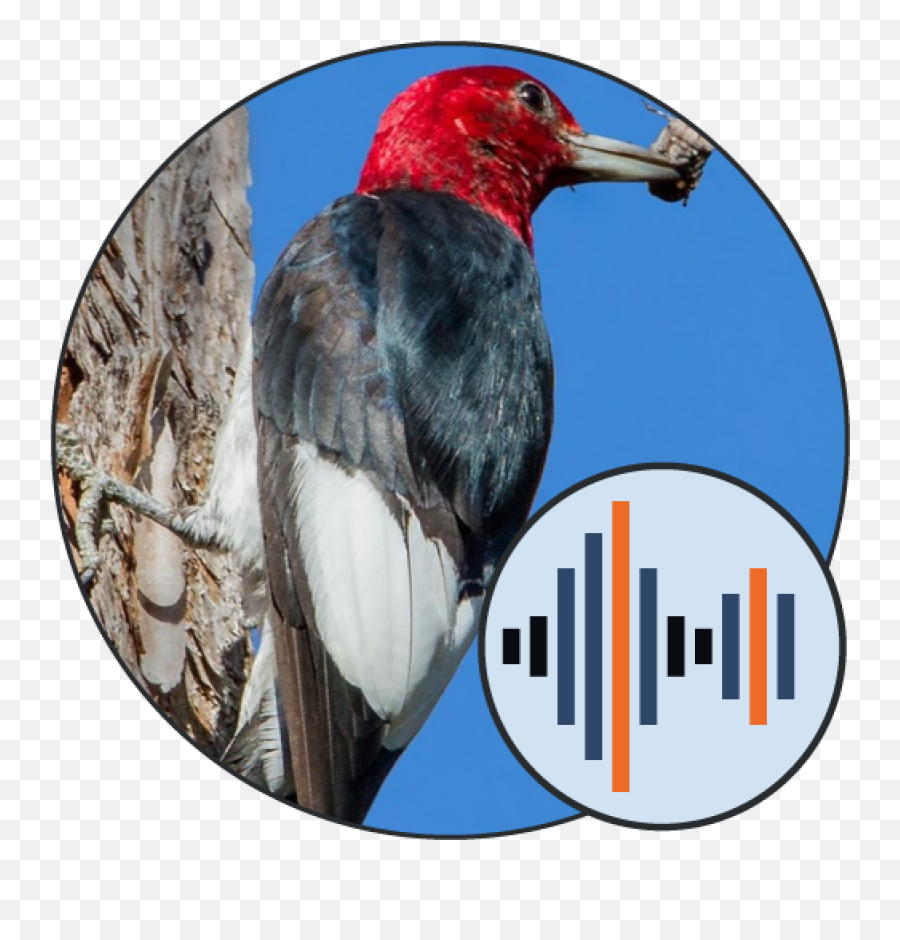Bird Calls Sounds Soundboards U2014 101 - Sound Png,Woodpecker Icon