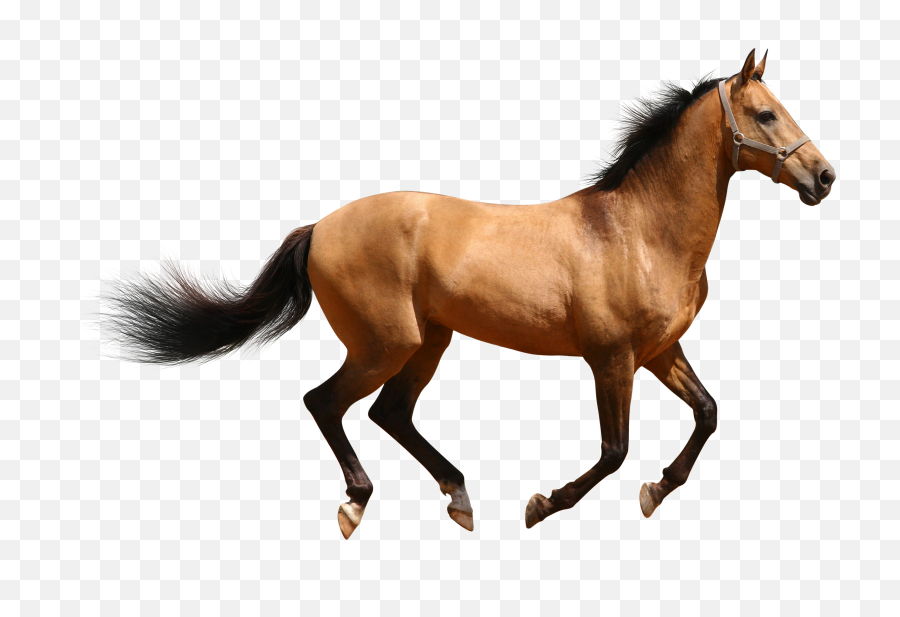 Horse Running Png 1 Image - Horse Png,Horse Running Png