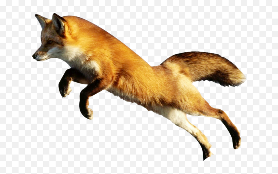 Download Fox Png Image - Animal Pictures With No Background,Fox Png