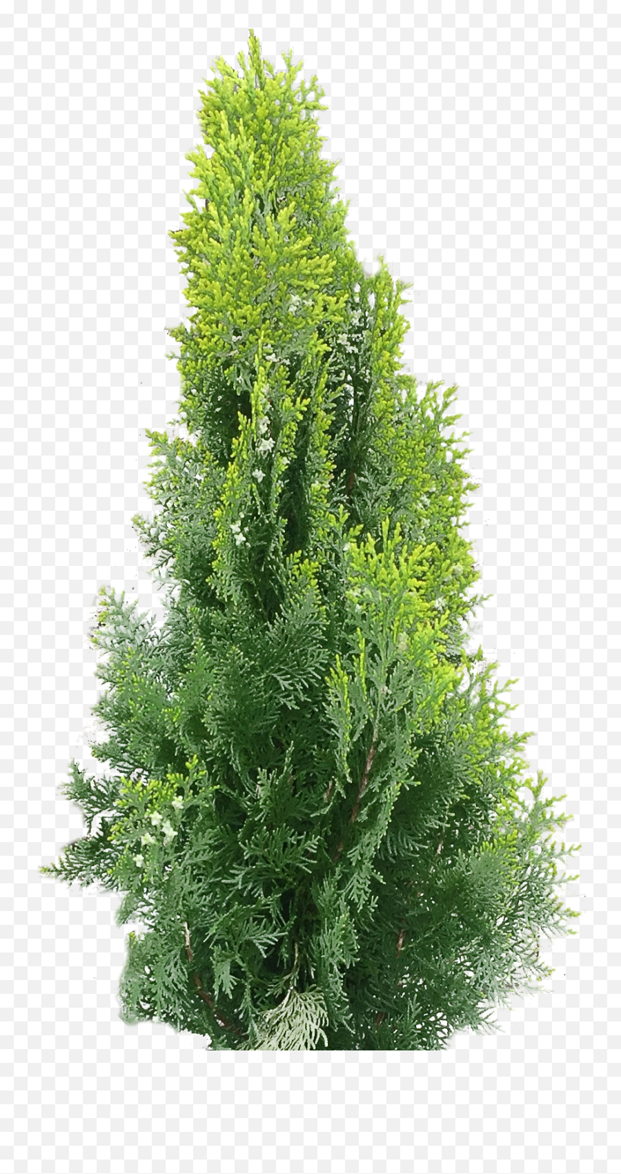 Arborvitae Png Transparent Collections - Arborvitae Png,Evergreen Png