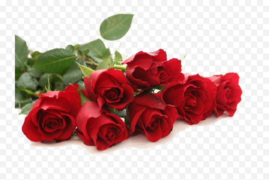 Red Rose Png Free Download - Red Rose Good Morning,Red Rose Png