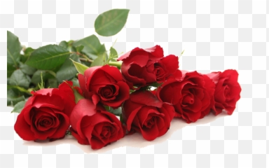 Red Rose Png Free Download - Red Rose Good Morning,Red Rose Png