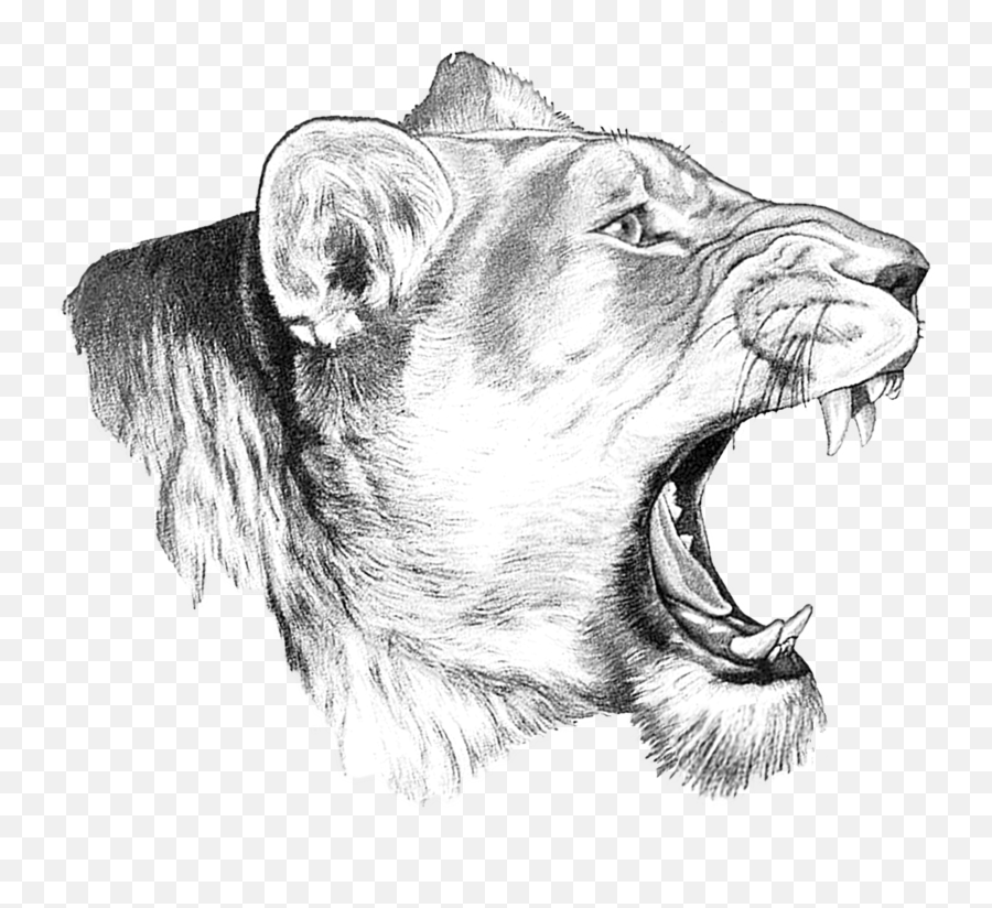 Large Lioness - Sketch Png,Lioness Png