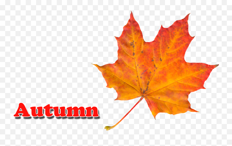 Autumn Leaves Png - Portable Network Graphics,Autumn Leaves Png