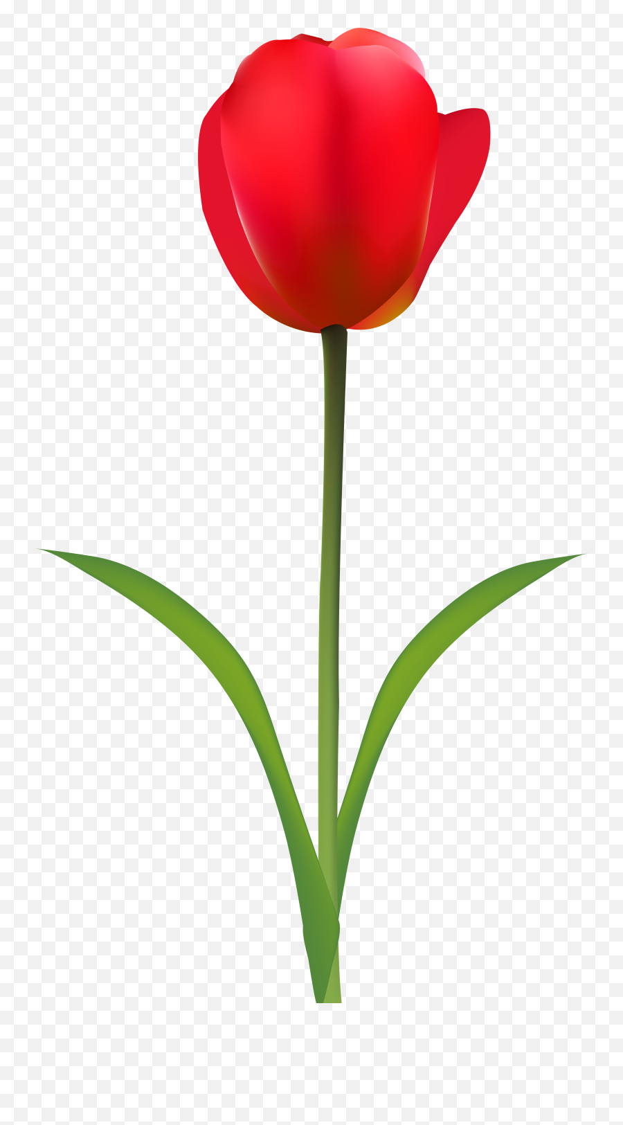 Library Of Flower Image Free Tulip Png - Tulip,Tulip Png