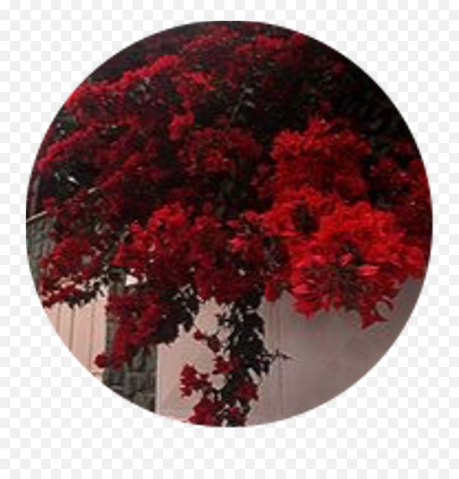 Aesthetic Red Circle Png - Stickers Aesthetic Red Png,Bougainvillea Png