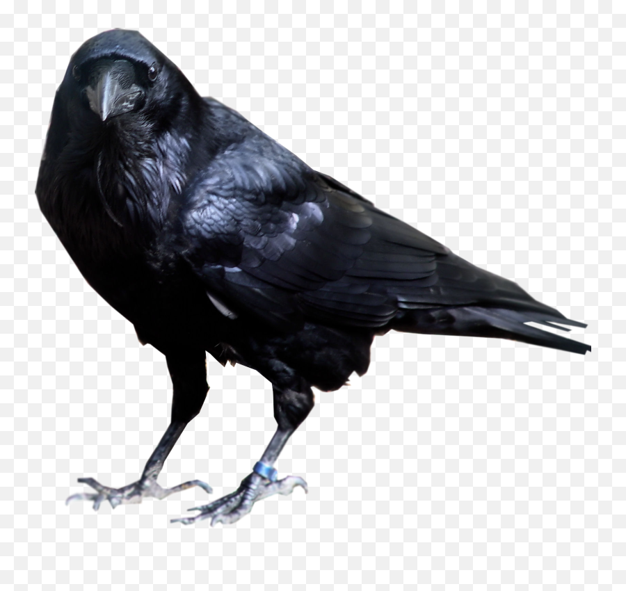 Download Free Png Raven Bird Transparent Background1 Vector - Transparent Background Crow Png,Raven Silhouette Png