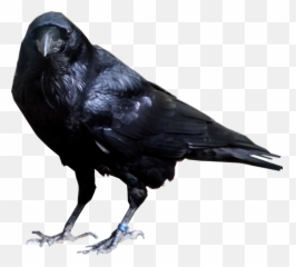Download Free Png Raven Bird Transparent Background1 Vector - Crow Png