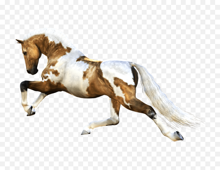 Horse Running Transparent Png - Horse Running Images Png,Running Transparent