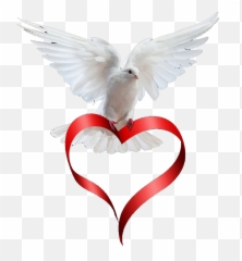 Dove Paloma Animals Love Animation Art Pictures - White With Heart Ribbon Png