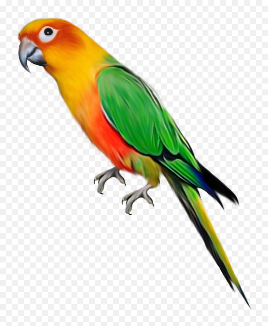 Download Clipart Birds Parrot Large - Picsart Birds Png Hd,Parrot Transparent