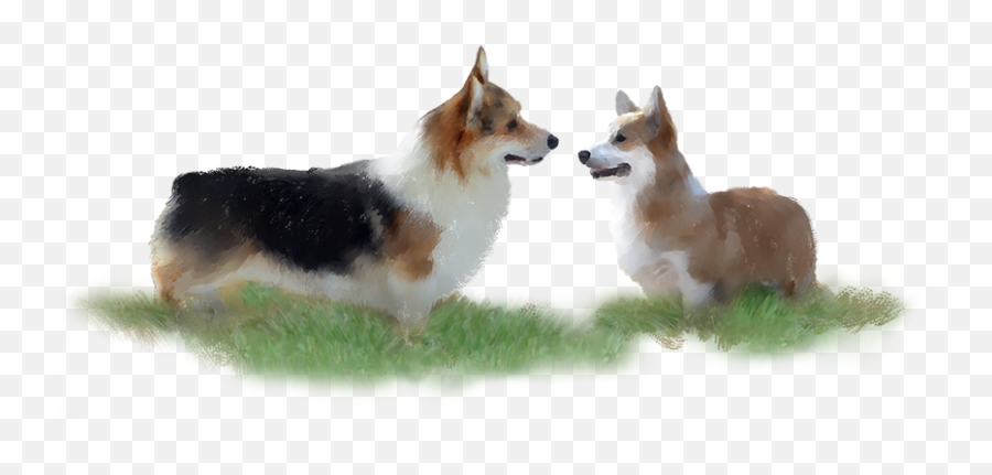 Corgiua Corwood Corgis - Welsh Corgi Pembrokes Pembroke Welsh Corgi Png,Corgi Png