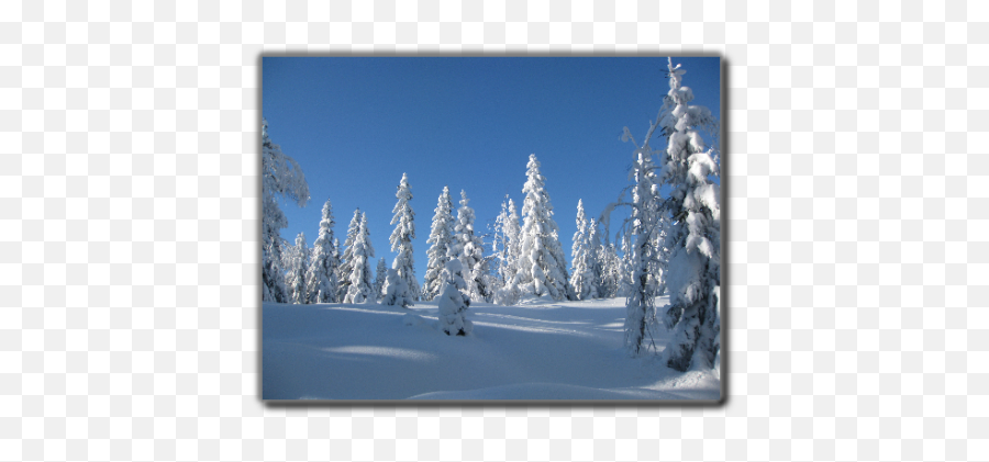 Snow Depht - Tropical And Subtropical Coniferous Forests Png,Snow On Ground Png