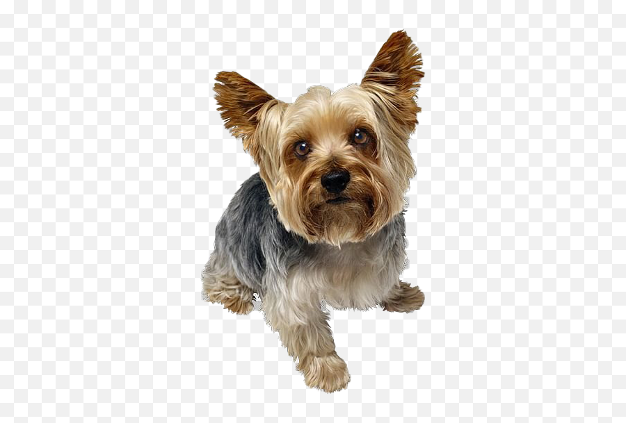 Cute Yorkshire Terrier Dog Png Image - Yorkshire Png,Cute Dog Png