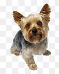 Cute Yorkshire Terrier Dog Png Image - Yorkshire Png,Cute Dog Png