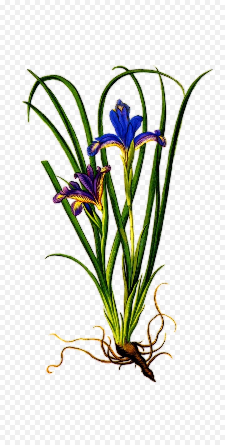 Download Iris Flower Png Clipart - Iris Flower With Roots,Iris Flower Png