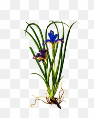 Download Iris Flower Png Clipart - With Roots