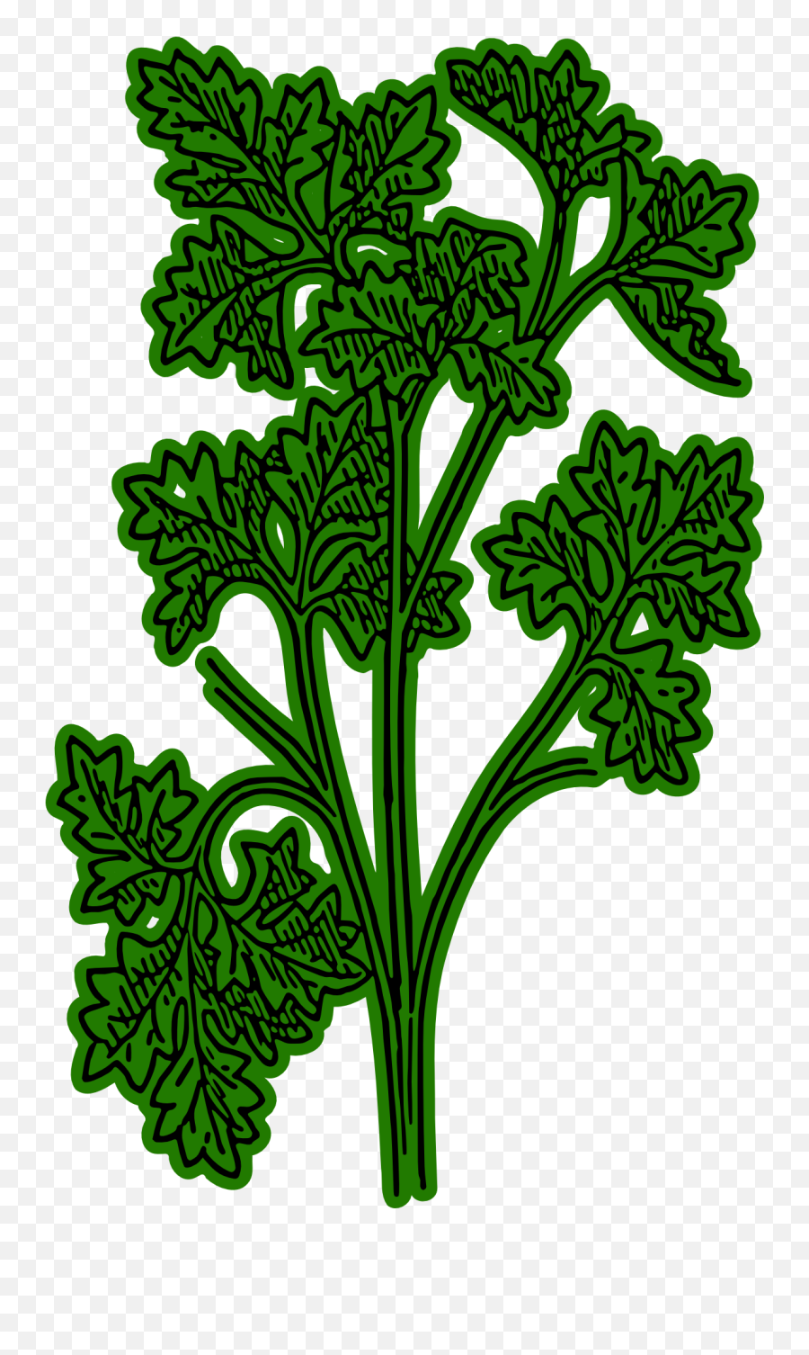 Parsley As A Graphic Illustration - Parsley Clipart Transparent Png,Parsley Png