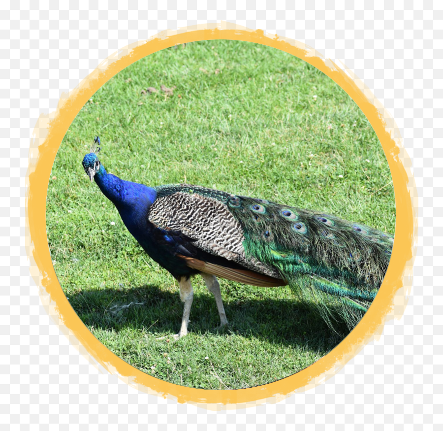 Indian Peafowl African Safari Wildlife Park - Port Clinton Oh Grassland Png,Indian Feather Png