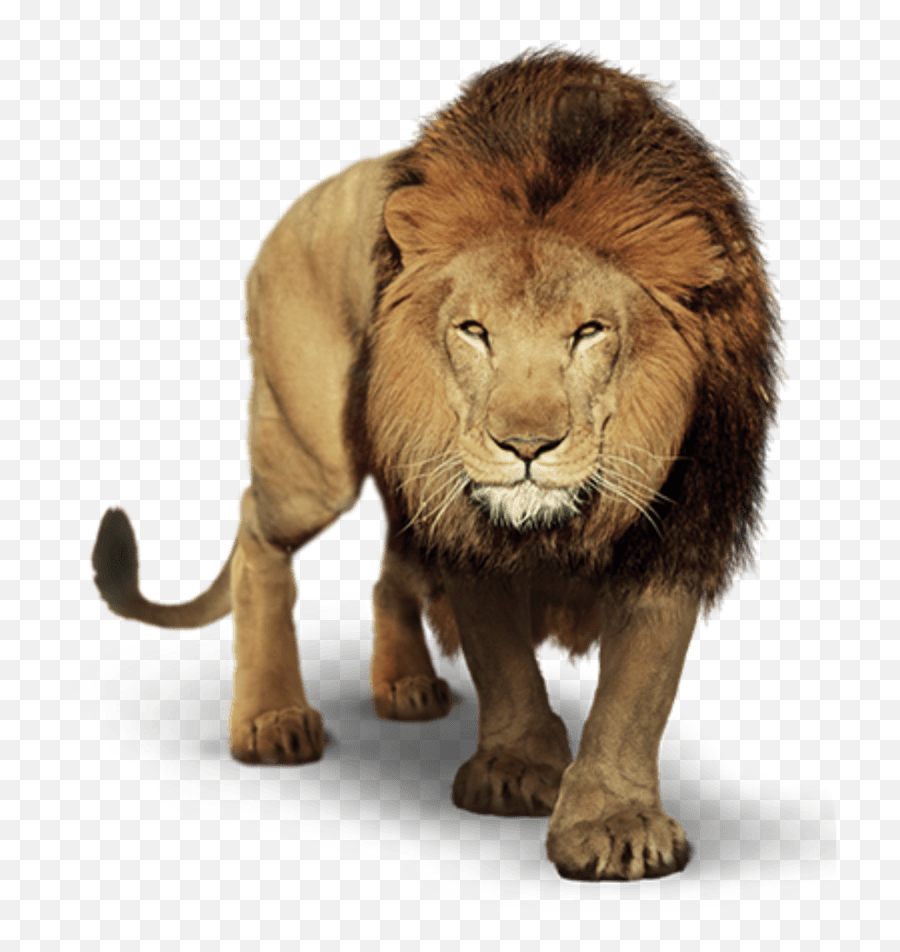 Prowling Lion Png Transparent