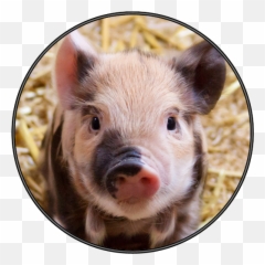 Amazoncom Cute Funny Pig Piglet Sounds Appstore For Android - Cute Names For Pigs Png,Piglet Png