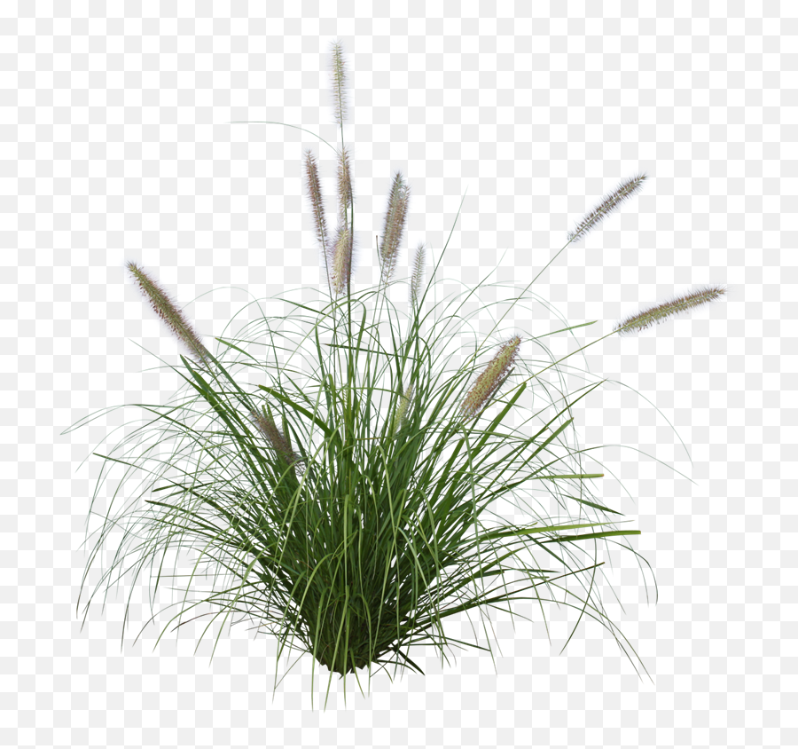 Ozbreed Grass Varieties - Fountain Grass Png,Grasses Png