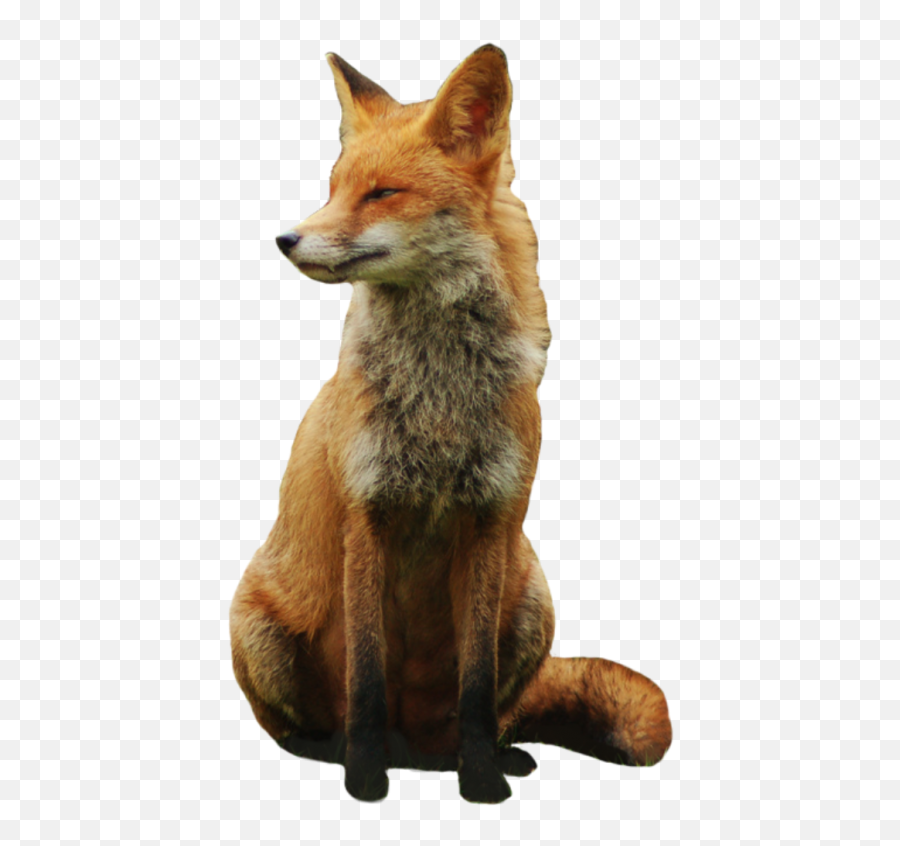 Png Images Background - Fox Png,Fox Png