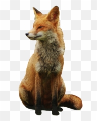 Png Images Background - Fox Png,Fox Png