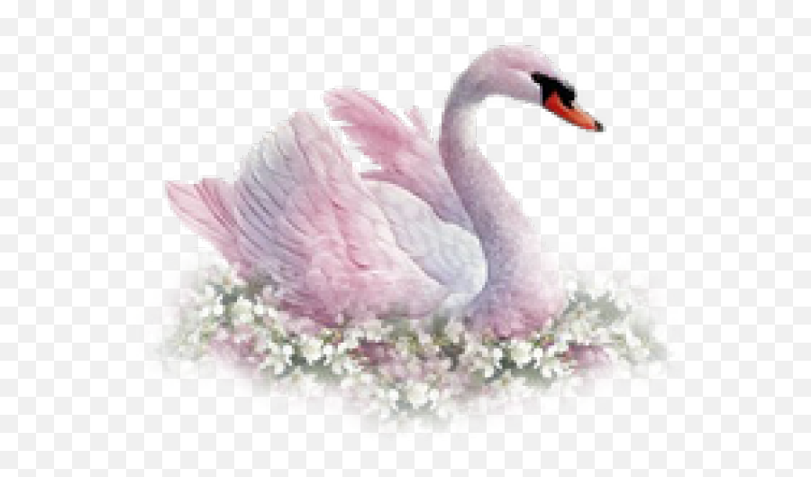 Swan Png Transparent Images 26 - 2748 X 1698 Webcomicmsnet Swan Png,Swan Png