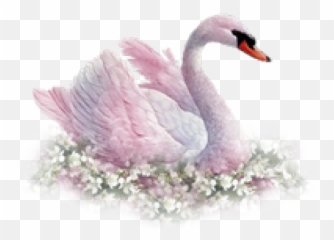 Swan Png Transparent Images 26 - 2748 X 1698 Webcomicmsnet Swan Png,Swan Png