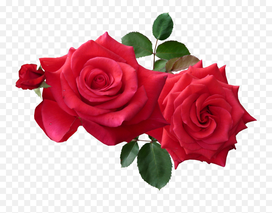 Download Red Roses Png Image For Free Rose