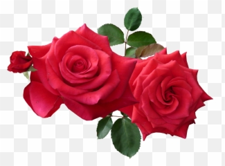 Download Red Roses Png Image For Free Rose