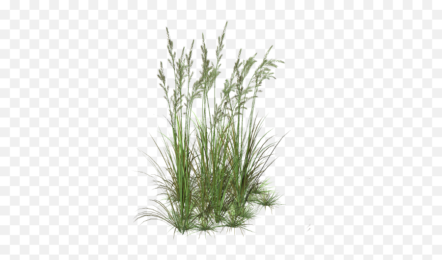 Weeds Drawing Nature Picture - Grass Plant Png,Weeds Png