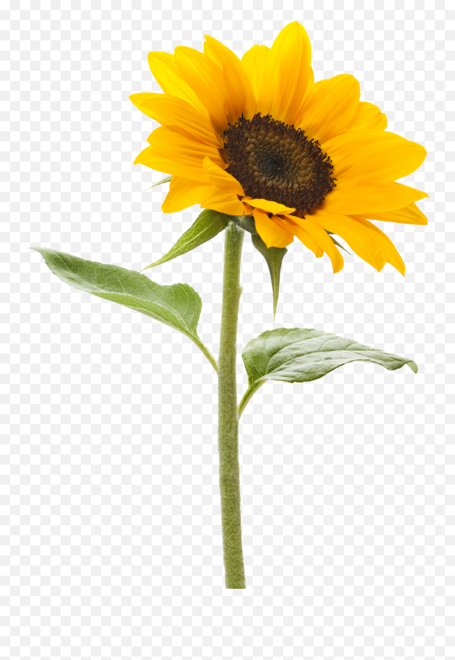 Sunflower Transparent Background - Transparent Background Sunflower Png,Transparent Pic