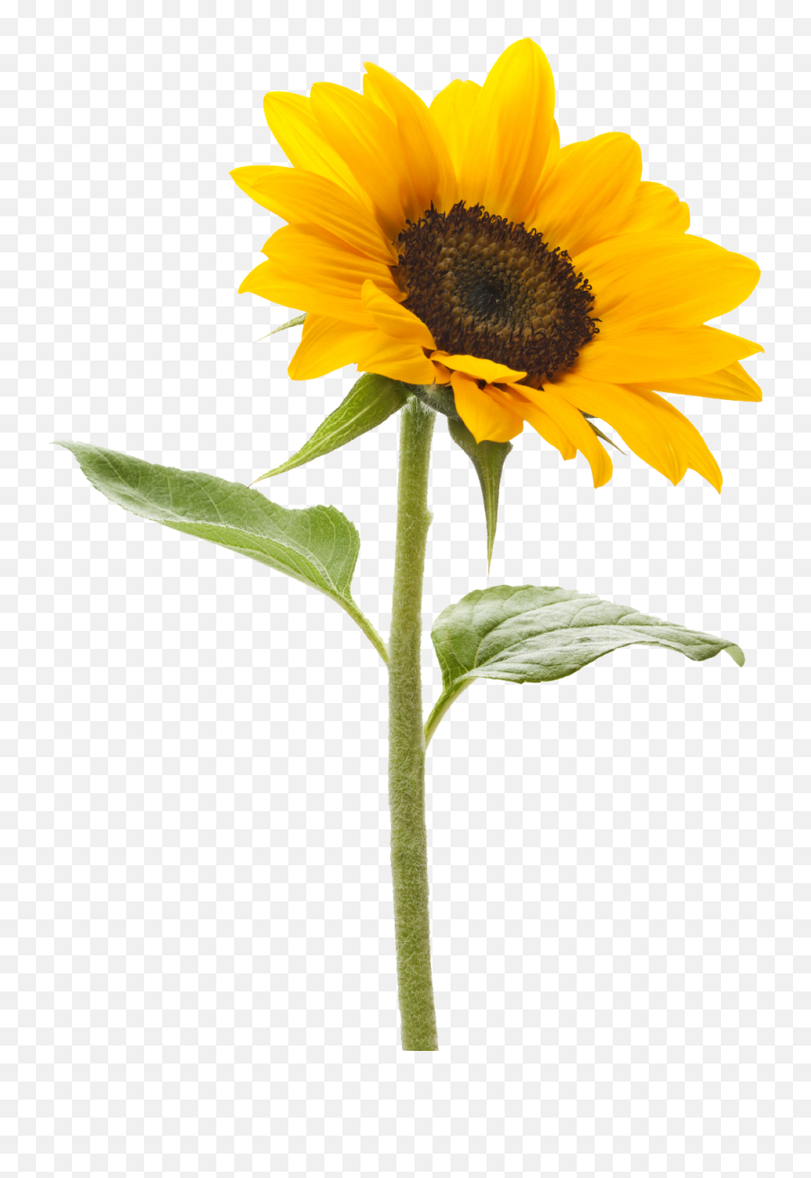 Sunflower Transparent Background Transparent Background Sunflower Png Transparent Pic Free Transparent Png Images Pngaaa Com - sunflower t shirt roblox