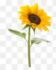 Sunflower Transparent Background - Png