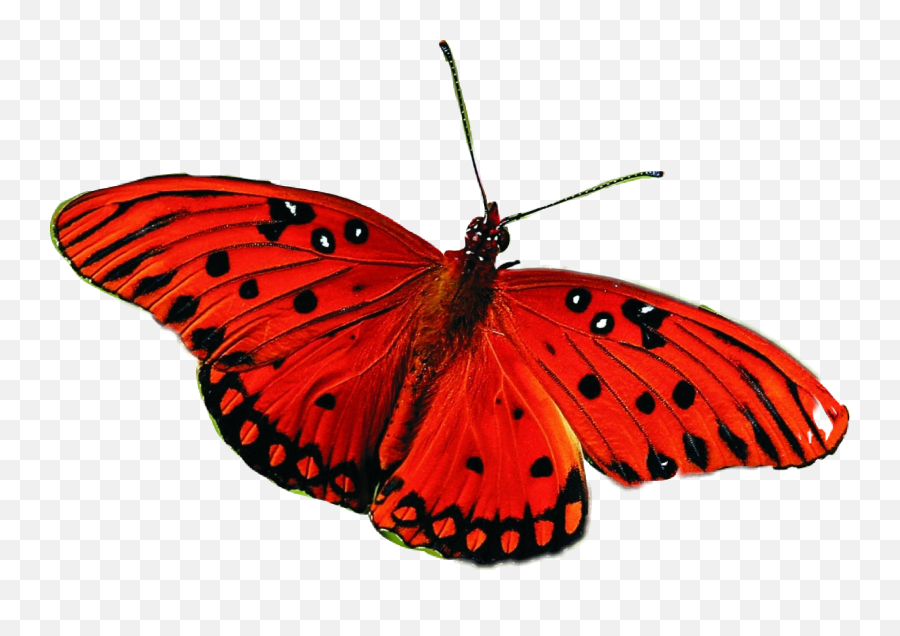 Best Butterfly Png One Transparent - Real Red Butterfly Png,Best Png