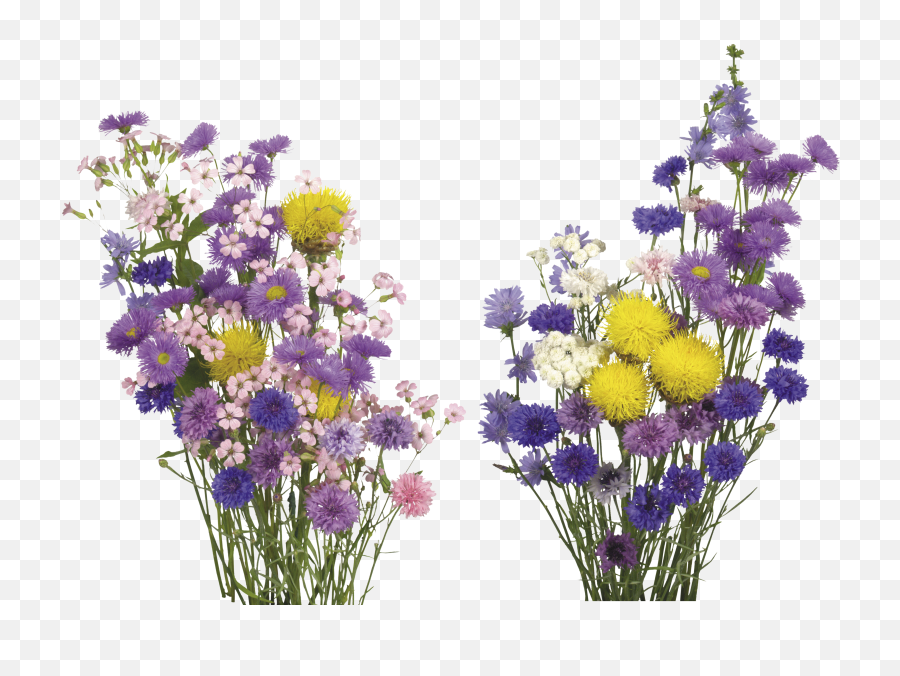 Kisspng English Lavender Cut Flowers - Flower Overlays,Real Flowers Png