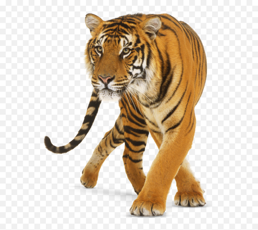 Tiger Png Images - Tiger Background Hd Png,Tigers Png
