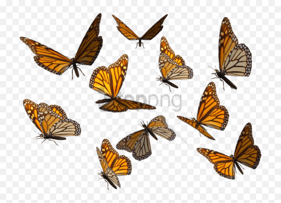 Free Png Monarch Butterfly Image - Monarch Png,Monarch Butterfly Png