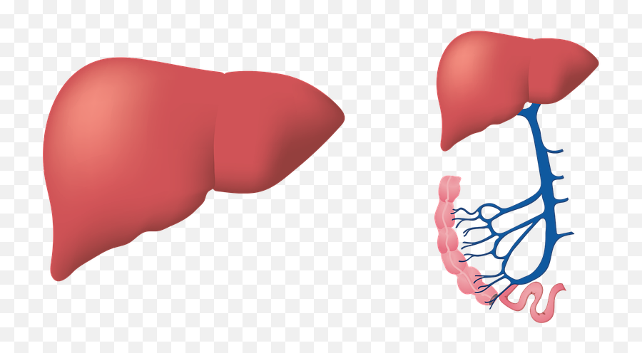 Liver Biology Medical - Fegato Png,Liver Png