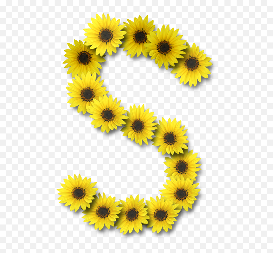 Alfabeto Sunflowers S Floral Border Design Sunflower - Sunflower Alphabet Png,Sunflowers Transparent Background