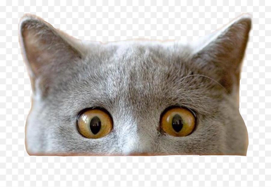 Download Report Abuse - Cat Peeking Transparent Png Full Cat Peeking Over Png,Cat On Transparent Background