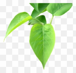 Filebgtransp L Lilacleavesarppng - Wikimedia Commons Transparent Henna Leaf Png